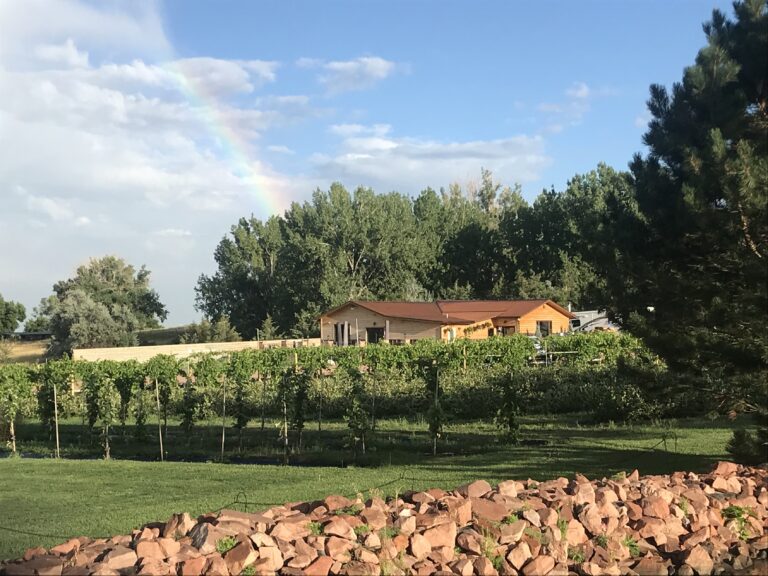 vineyard
